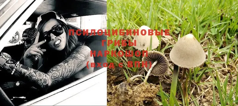 закладка  Морозовск  Галлюциногенные грибы Cubensis 