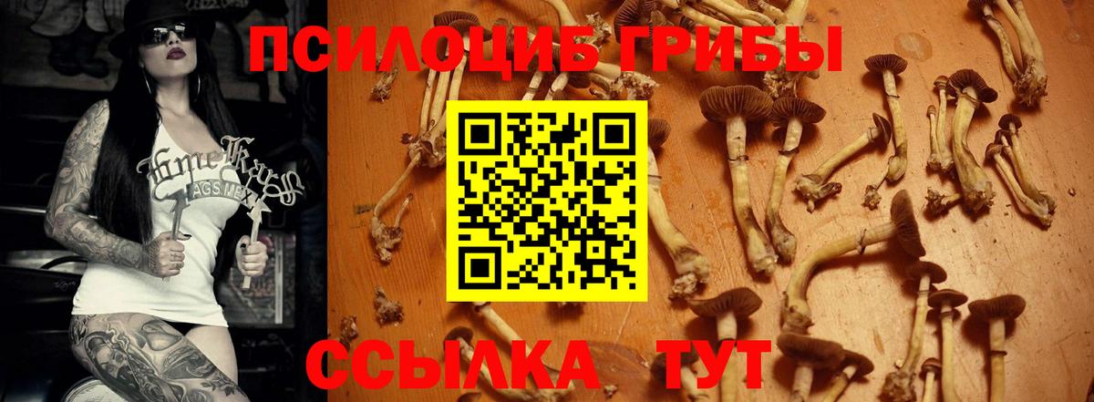 Галлюциногенные грибы Psilocybine cubensis Морозовск